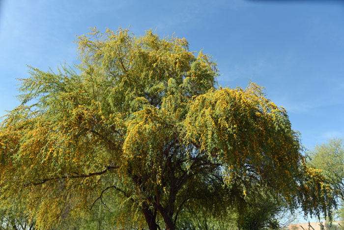 Sweet Acacia has attractive flowers and the flowers, and their plants may be visited or used by butterflies, moths, flies. Vachellia farnesiana, (=Acacia farnesiana)